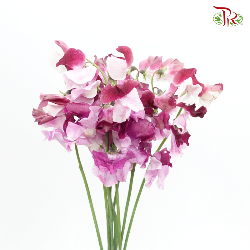 Sweet Pea - Beni Shikibu Mixed Pink Tone (5 Stems)-Pink-Japan-prflorist.com.my