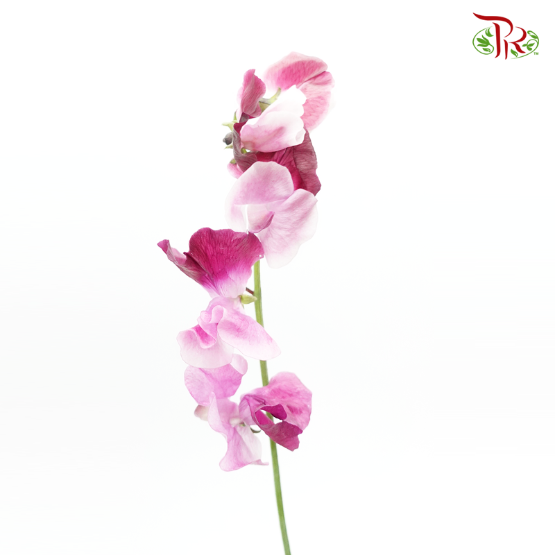 Sweet Pea - Beni Shikibu Mixed Pink Tone (5 Stems)-Pink-Japan-prflorist.com.my