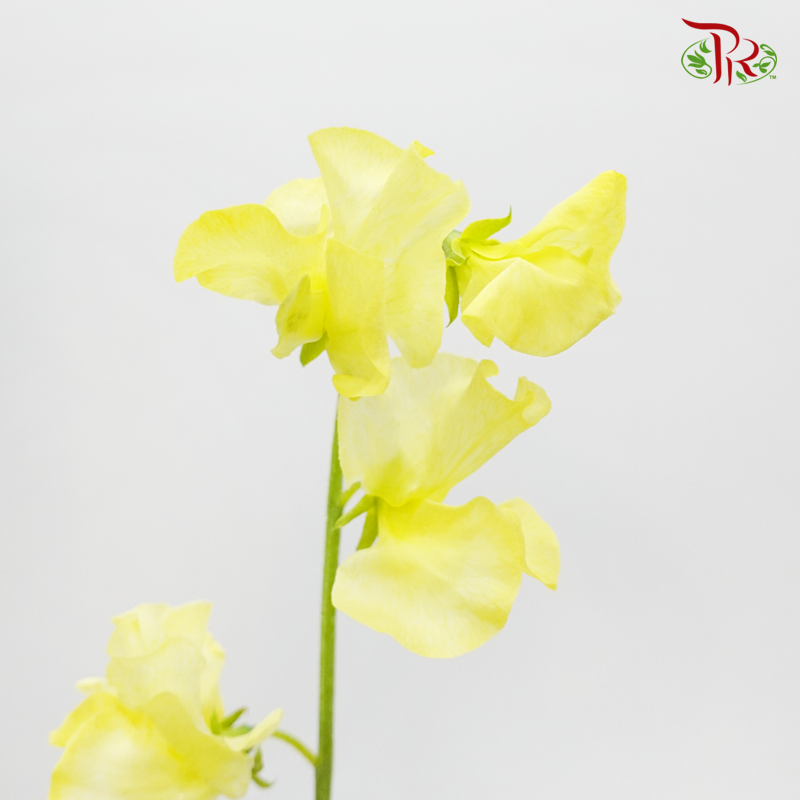 Sweet Pea - Crayola Yellow (5 Stems)-Yellow-Japan-prflorist.com.my