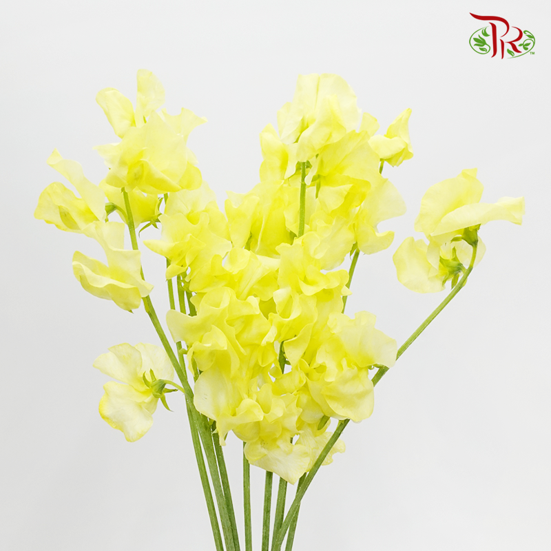 Sweet Pea - Crayola Yellow (5 Stems)-Yellow-Japan-prflorist.com.my
