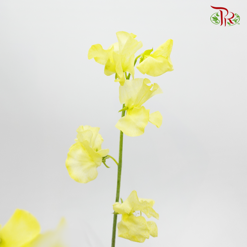 Sweet Pea - Crayola Yellow (5 Stems)-Yellow-Japan-prflorist.com.my