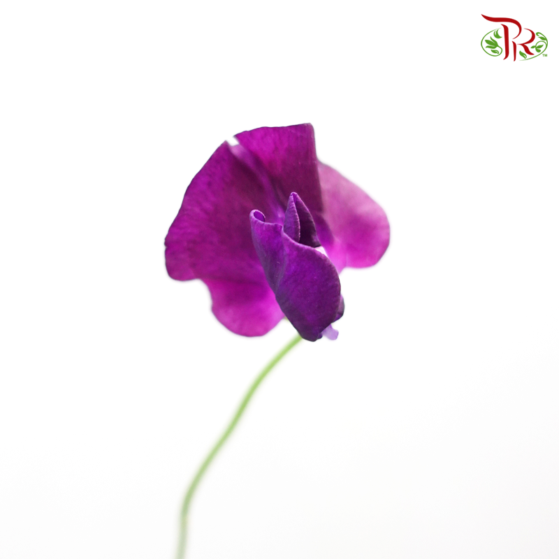 Sweet Pea - Dark Purple (5 Stems)-Purple-Netherland-prflorist.com.my