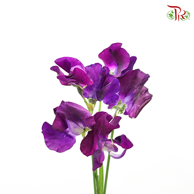 Sweet Pea - Dark Purple (5 Stems)-Purple-Netherland-prflorist.com.my