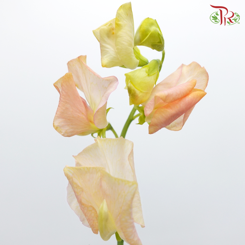 Sweet Pea - Dyed Autumn Magic (5 Stems)-Pink-Netherland-prflorist.com.my