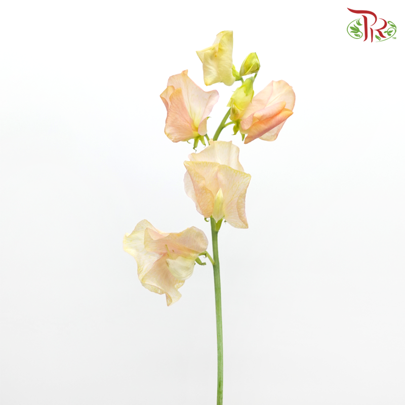 Sweet Pea - Dyed Autumn Magic (5 Stems)-Pink-Netherland-prflorist.com.my