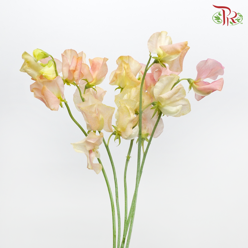 Sweet Pea - Dyed Autumn Magic (5 Stems)-Pink-Netherland-prflorist.com.my