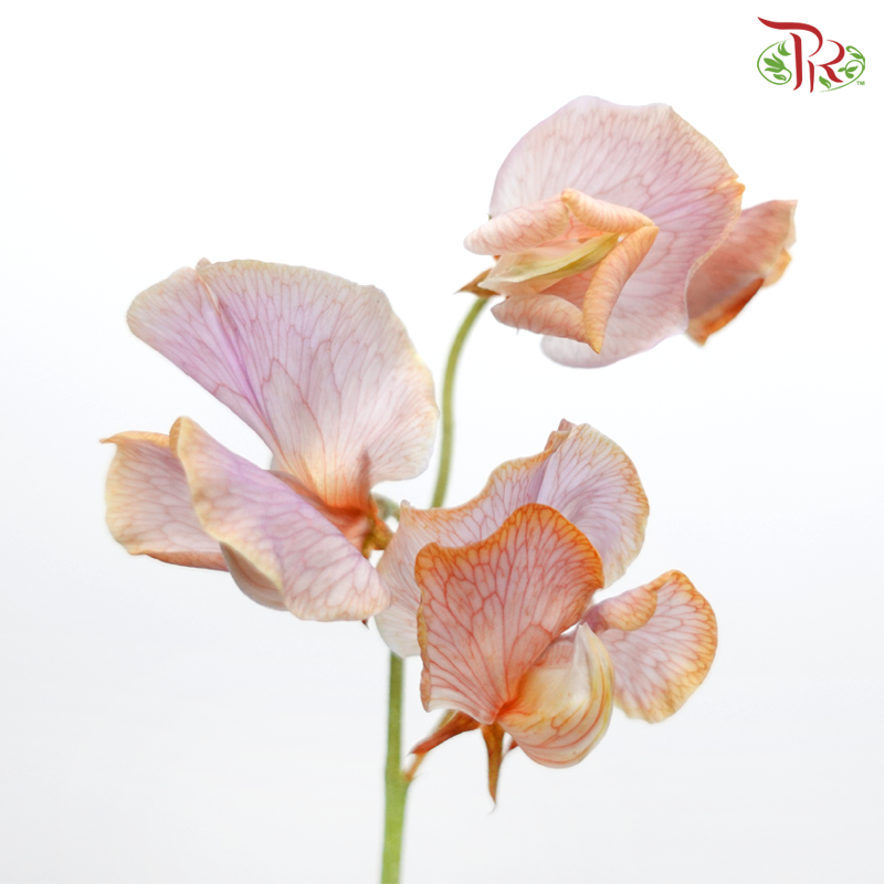 Sweet Pea - Dyed Lavender Magic (5 Stems)-Lilac Orange-Netherland-prflorist.com.my