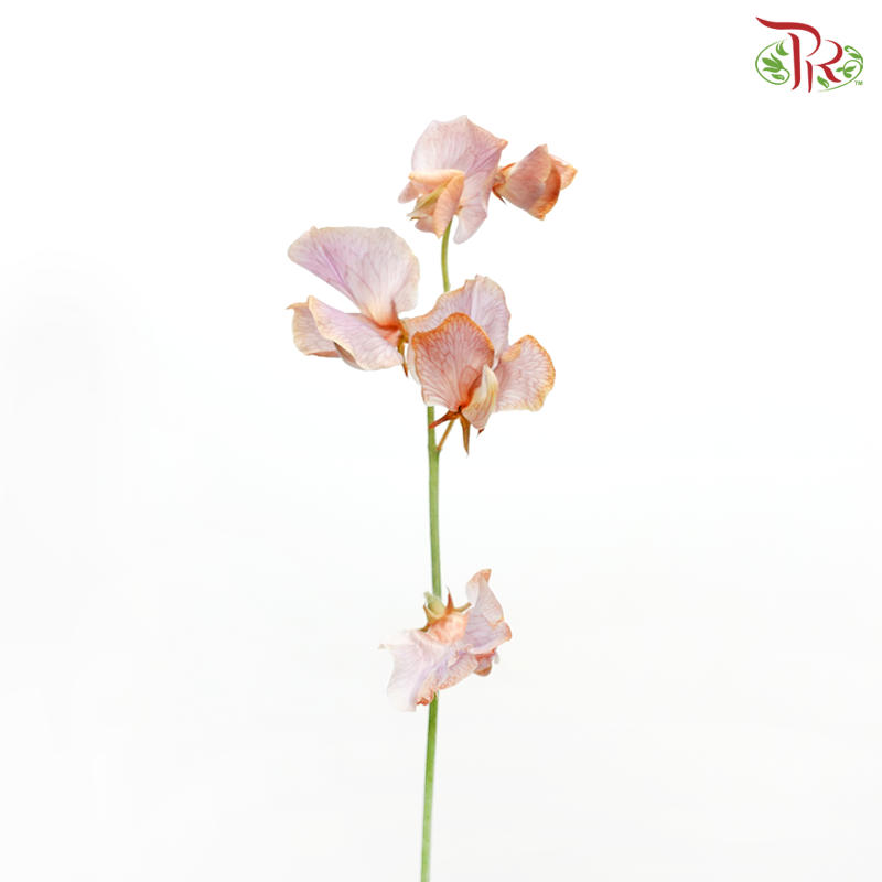 Sweet Pea - Dyed Lavender Magic (5 Stems)-Lilac Orange-Netherland-prflorist.com.my