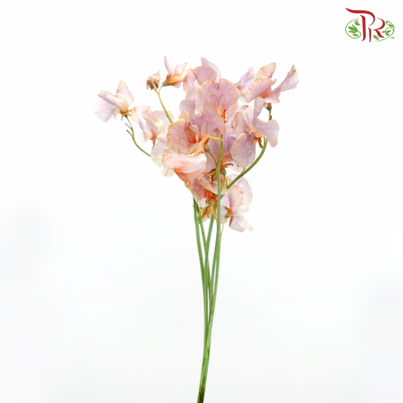 Sweet Pea - Dyed Lavender Magic (5 Stems)-Lilac Orange-Netherland-prflorist.com.my