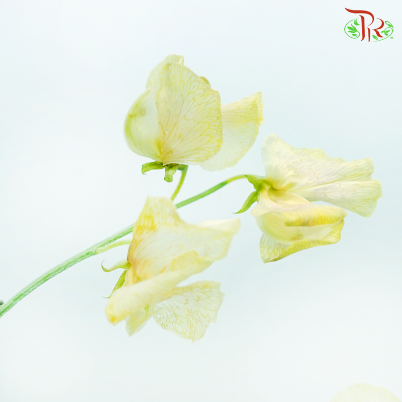 Sweet Pea - Dyed Mango Magic (5 Stems)-Tea Yellow-Netherland-prflorist.com.my