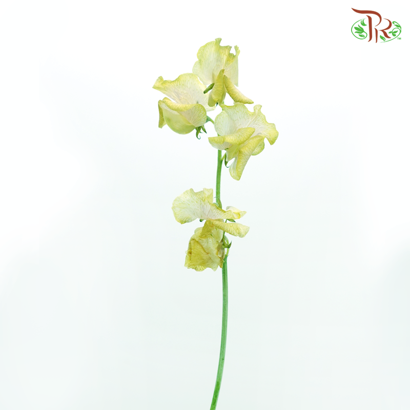 Sweet Pea - Dyed Mango Magic (5 Stems)-Tea Yellow-Netherland-prflorist.com.my