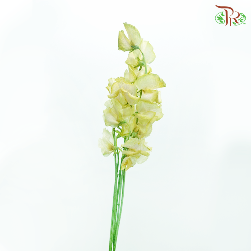 Sweet Pea - Dyed Mango Magic (5 Stems)-Tea Yellow-Netherland-prflorist.com.my