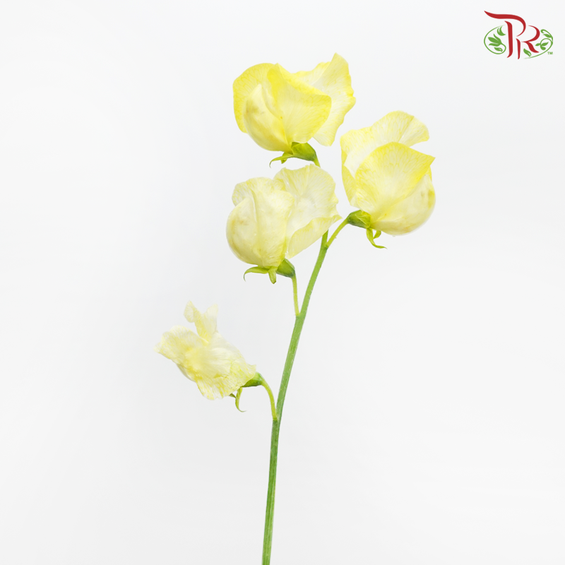 Sweet Pea - Dyed Parfum Yellow Procona (5 Stems)-Lemon Yellow-Netherland-prflorist.com.my