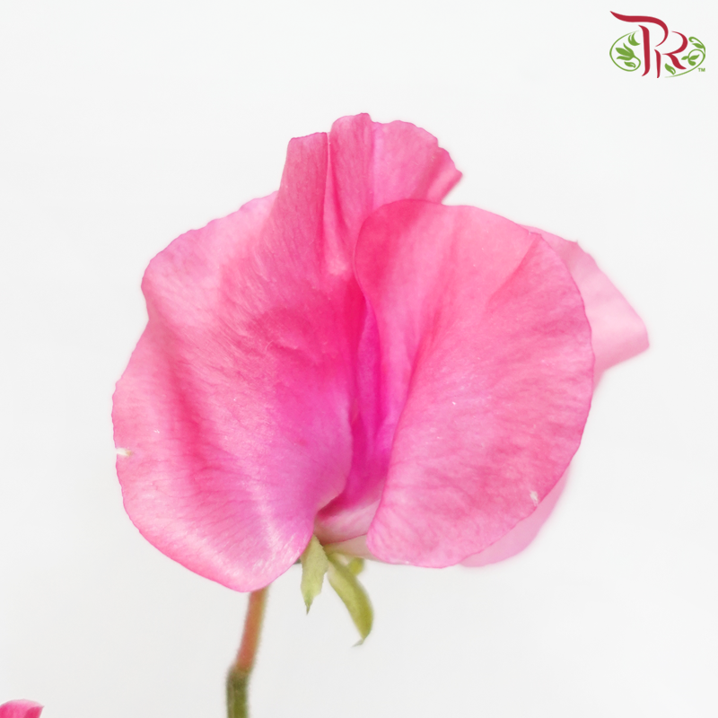 Sweet Pea - Hot Pink (5 Stems)-Hot Pink-Japan-prflorist.com.my