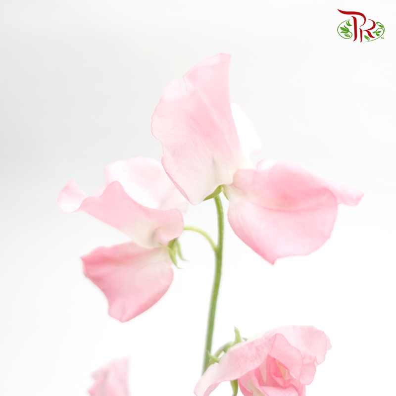 Sweet Pea - Light Pink (5 Stems)-Pink-Japan-prflorist.com.my