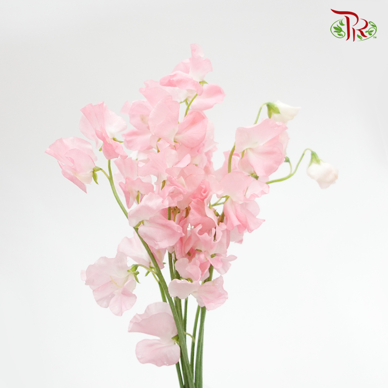 Sweet Pea - Light Pink (5 Stems)-Pink-Japan-prflorist.com.my