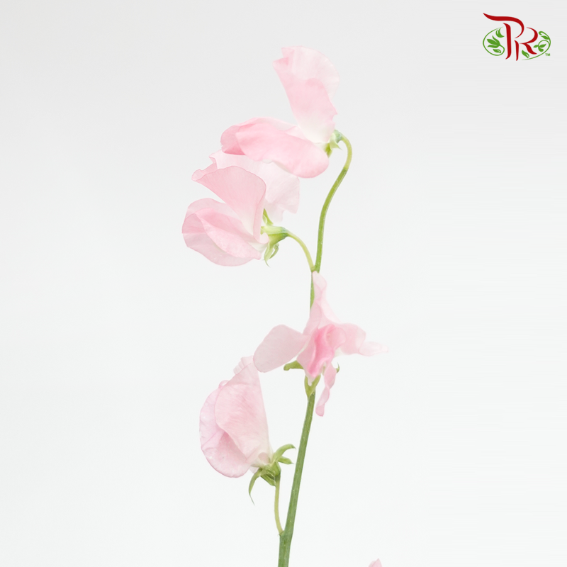 Sweet Pea - Light Pink (5 Stems)-Pink-Japan-prflorist.com.my