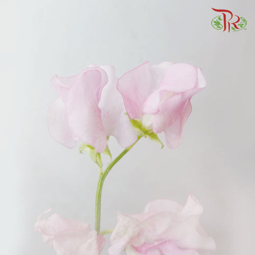 Sweet Pea - Light Pink (5 Stems)-Pink-Netherland-prflorist.com.my