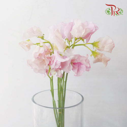 Sweet Pea - Light Pink (5 Stems)-Pink-Netherland-prflorist.com.my