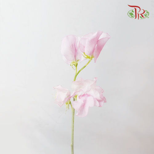 Sweet Pea - Light Pink (5 Stems)-Pink-Netherland-prflorist.com.my