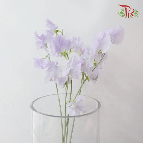 Sweet Pea - Light Purple (5 Stems)-Purple-Netherland-prflorist.com.my