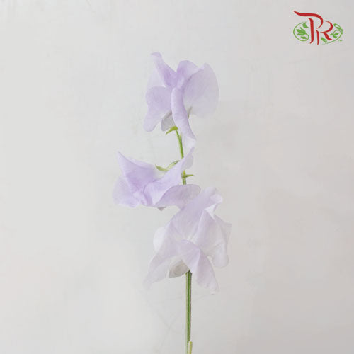 Sweet Pea - Light Purple (5 Stems)-Purple-Netherland-prflorist.com.my