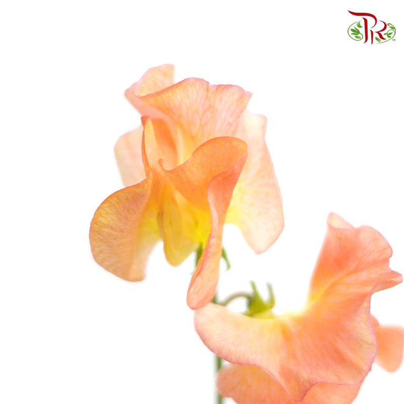 Sweet Pea - Mango Magic (5 Stems)-Orange-Japan-prflorist.com.my