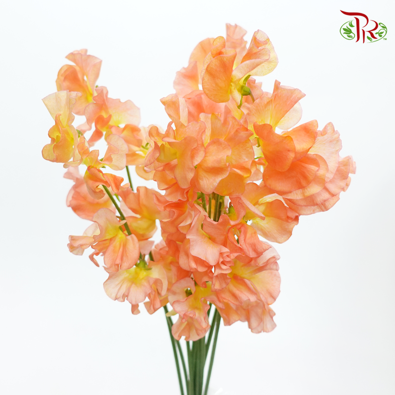 Sweet Pea - Mango Magic (5 Stems)-Orange-Japan-prflorist.com.my