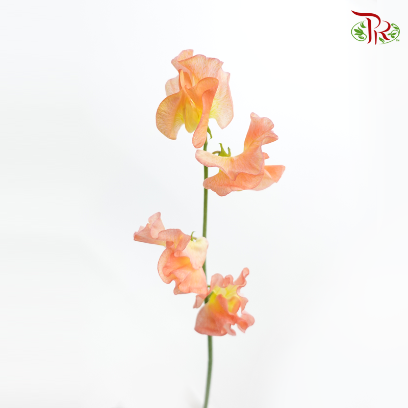 Sweet Pea - Mango Magic (5 Stems)-Orange-Japan-prflorist.com.my