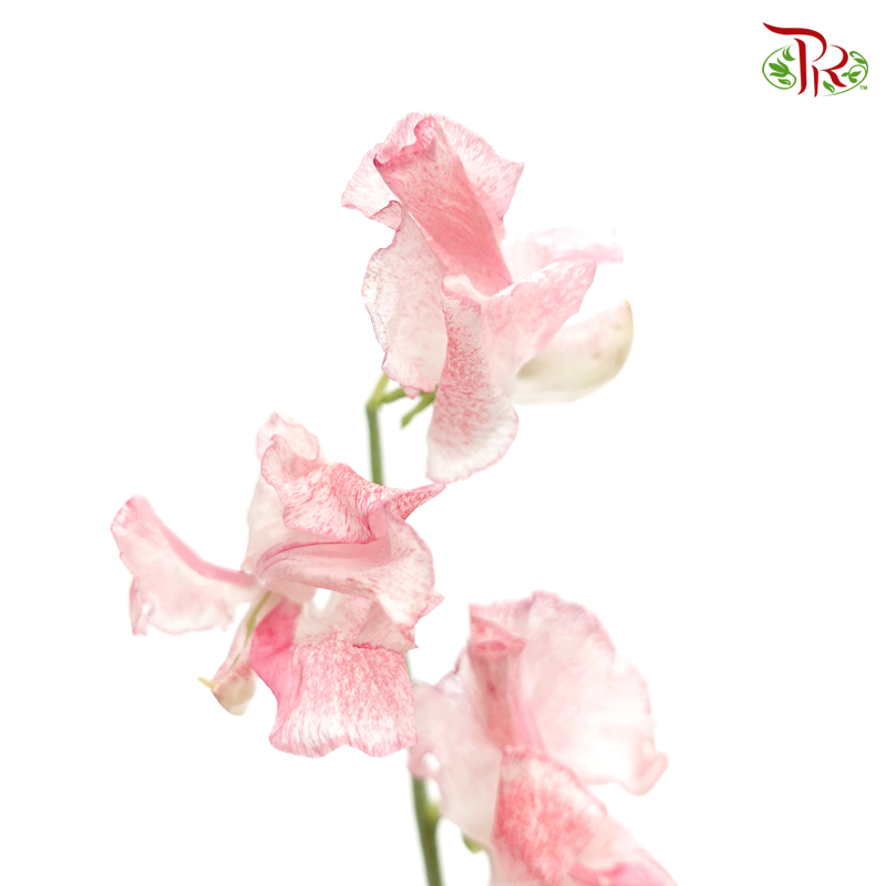 Sweet Pea - Mixed Red And White (5 Stems)-Red-Japan-prflorist.com.my