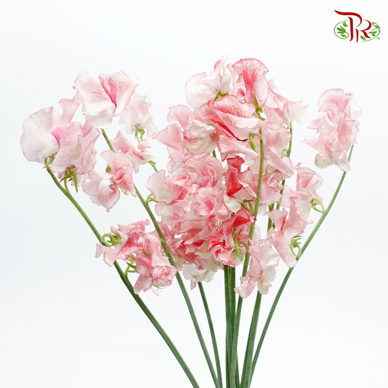 Sweet Pea - Mixed Red And White (5 Stems)-Red-Japan-prflorist.com.my