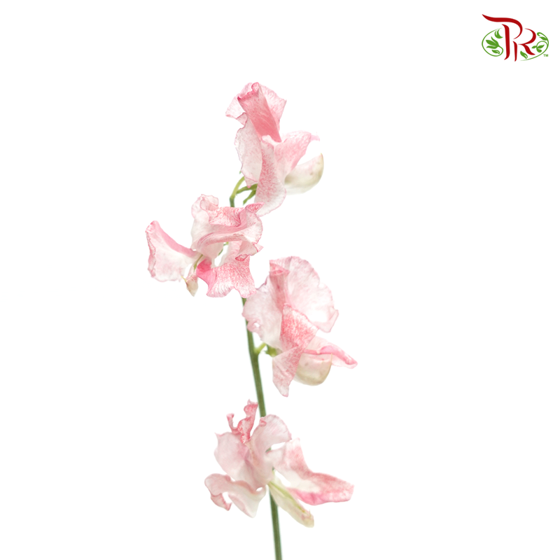 Sweet Pea - Mixed Red And White (5 Stems)-Red-Japan-prflorist.com.my