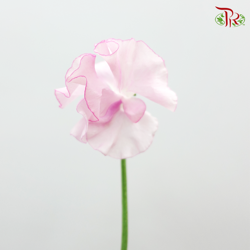 Sweet Pea - Pink (5 Stems)-Pink-Netherland-prflorist.com.my