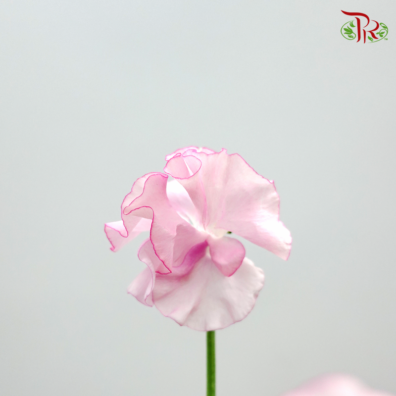 Sweet Pea - Pink (5 Stems)-Pink-Netherland-prflorist.com.my