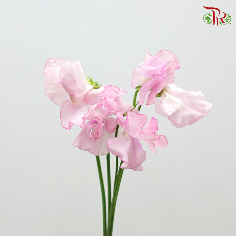 Sweet Pea - Pink (5 Stems)-Pink-Netherland-prflorist.com.my