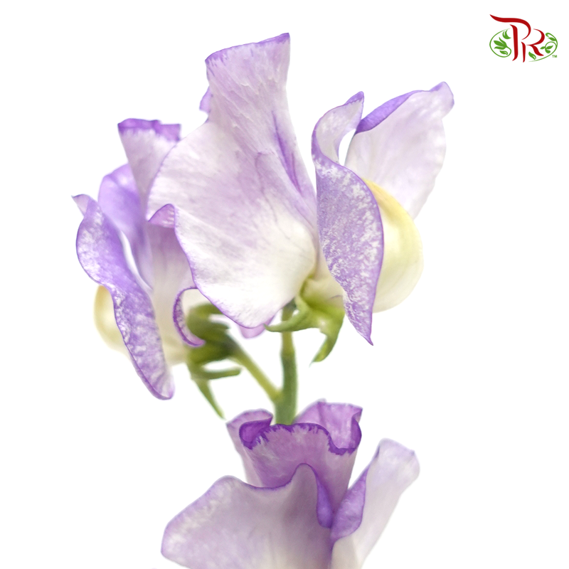 Sweet Pea - Purple Mixed White (5 Stems)-Purple-Japan-prflorist.com.my