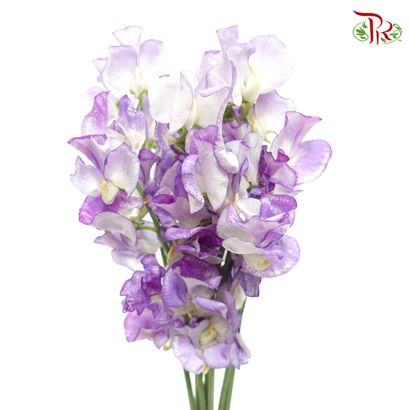 Sweet Pea - Purple Mixed White (5 Stems)-Purple-Japan-prflorist.com.my