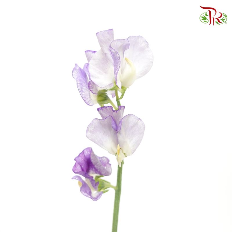Sweet Pea - Purple Mixed White (5 Stems)-Purple-Japan-prflorist.com.my