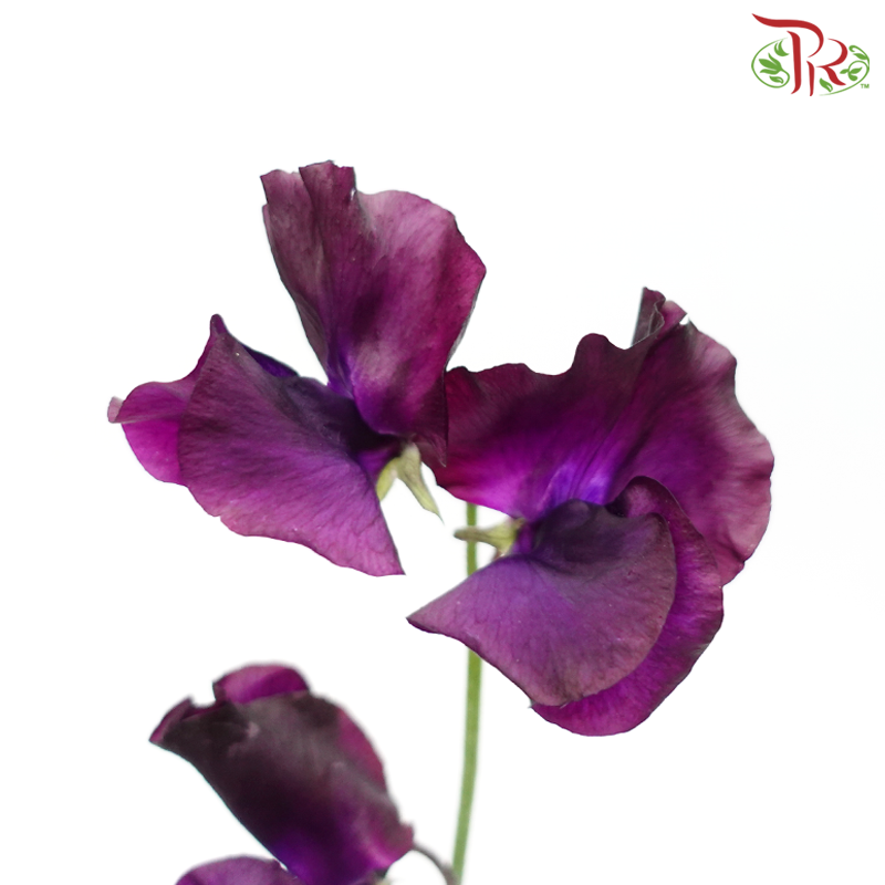 Sweet Pea - Purplish (5 Stems)-NEW Dark Purple-Japan-prflorist.com.my
