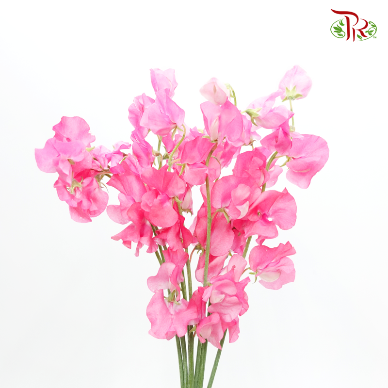 Sweet Pea - Scarlet Queen Pink (5 Stems)-Pink-Japan-prflorist.com.my