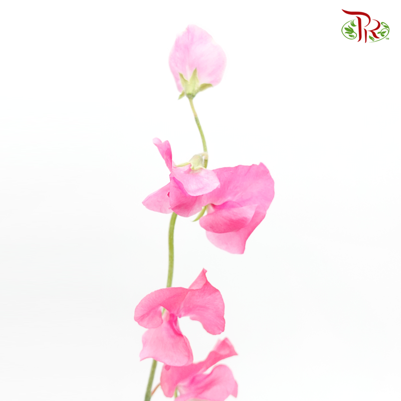 Sweet Pea - Scarlet Queen Pink (5 Stems)-Pink-Japan-prflorist.com.my