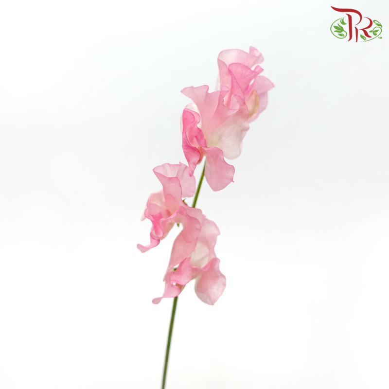 Sweet Pea - Sweet Pink (5 Stems)-Sweet Pink-Japan-prflorist.com.my