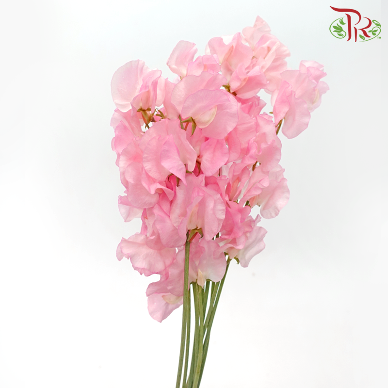 Sweet Pea - Sweet Pink (5 Stems)-Sweet Pink-Japan-prflorist.com.my