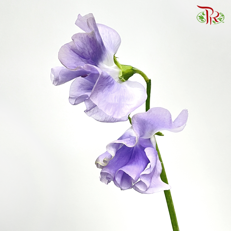 Sweet Pea - Sweet Purple (5 Stems)-Purple-Japan-prflorist.com.my