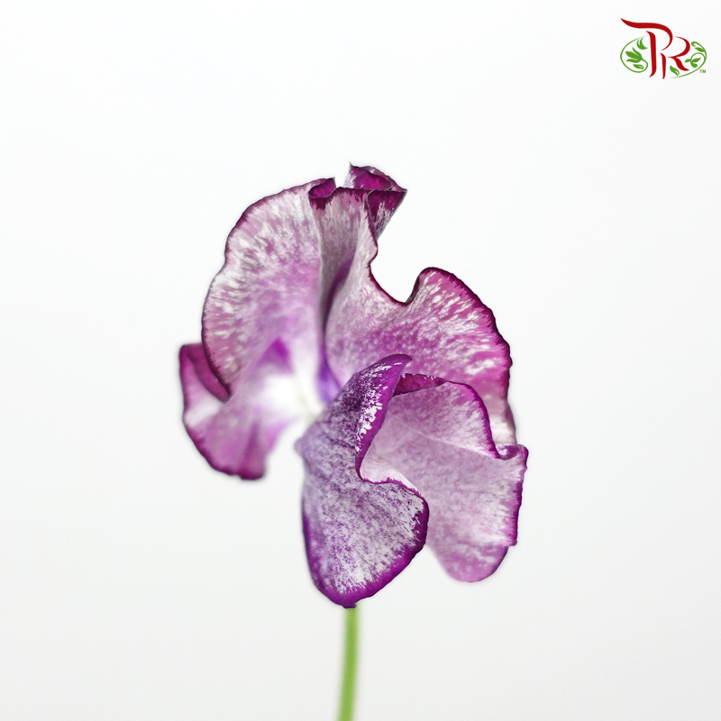 Sweet Pea - Tone Purple (5 Stems)-Purple-Netherland-prflorist.com.my