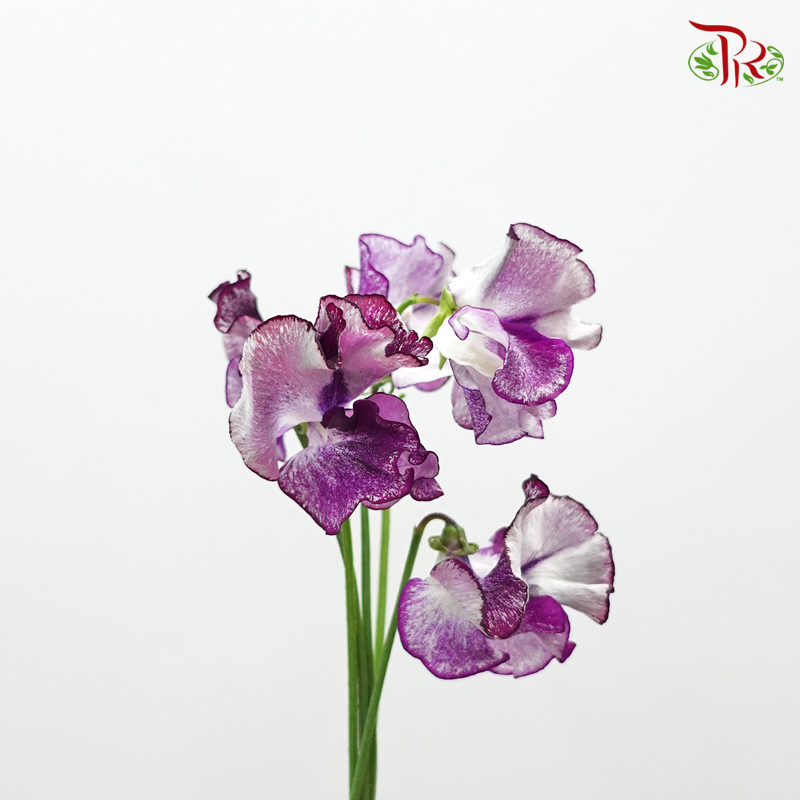Sweet Pea - Tone Purple (5 Stems)-Purple-Netherland-prflorist.com.my