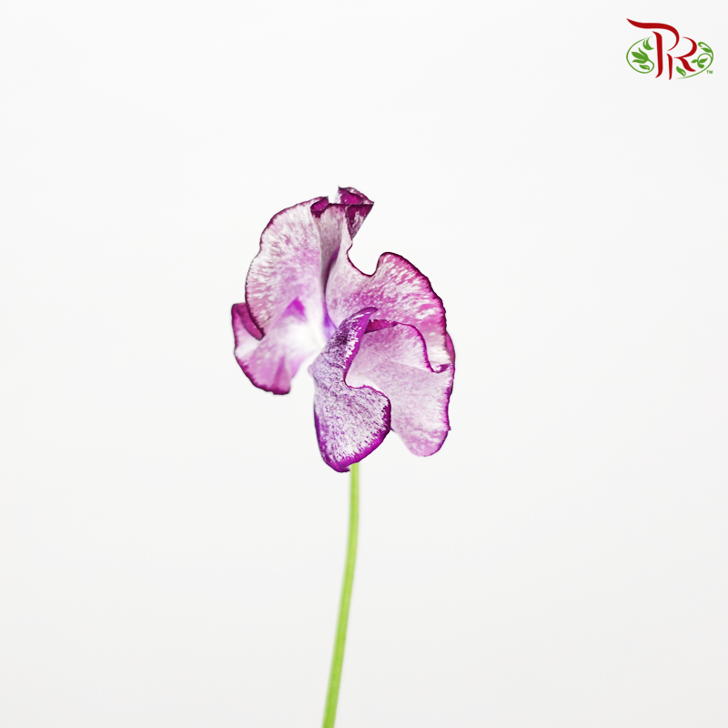 Sweet Pea - Tone Purple (5 Stems)-Purple-Netherland-prflorist.com.my
