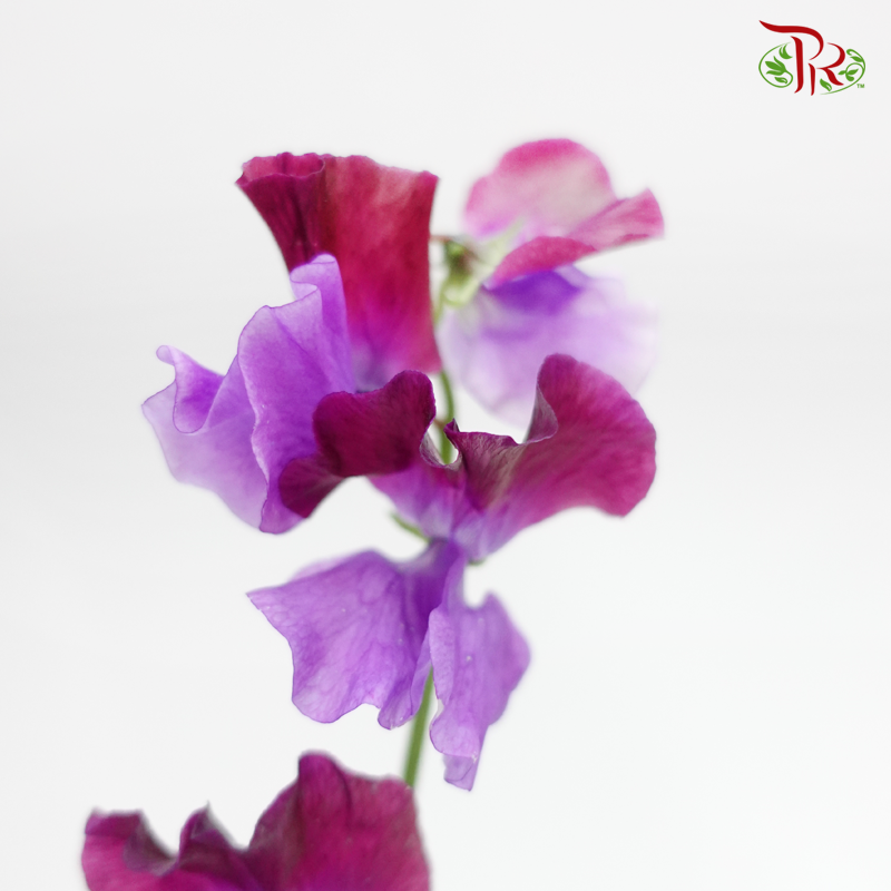 Sweet Pea - Two Tone Purple (5 Stems)-Purple-Japan-prflorist.com.my