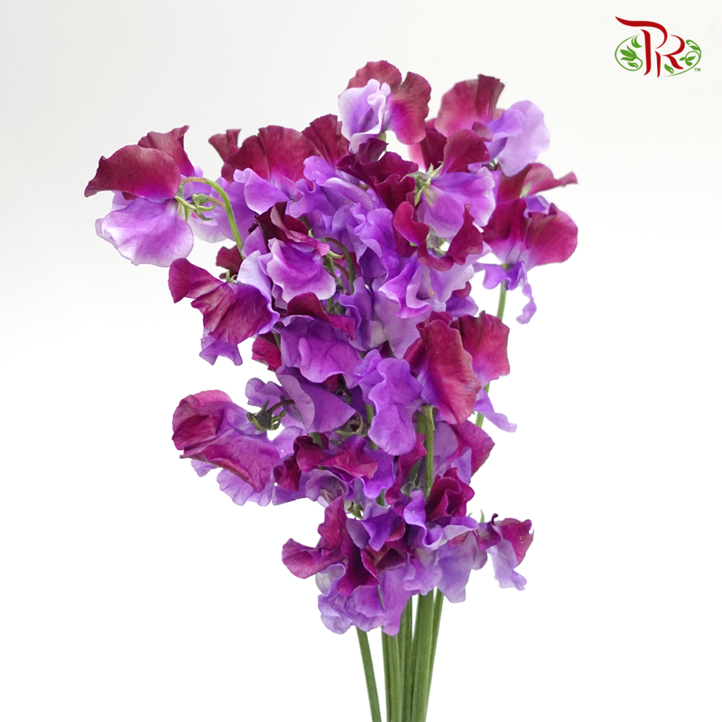 Sweet Pea - Two Tone Purple (5 Stems)-Purple-Japan-prflorist.com.my