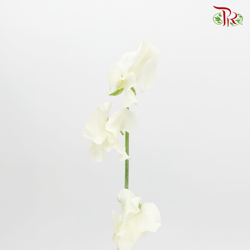 Sweet Pea - White (5 Stems)-White-Japan-prflorist.com.my